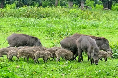 കാട്ടുപന്നികളെ  കൊല്ലാൻ തദ്ദേശസ്ഥാപന അധികാരികൾക്ക് നിർദ്ദേശം നൽകി സർക്കാർ