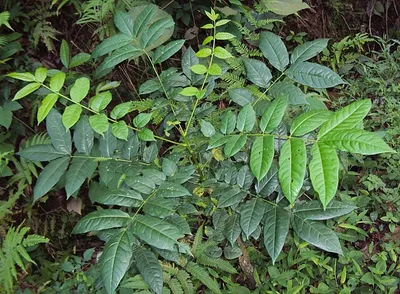 നല്ലയിനം മട്ടി തൈകൾ വിൽപ്പനക്ക്