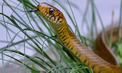 ചേരയെ സംസ്ഥാന ഉരഗമായി പ്രഖ്യാപിക്കാൻ സാധ്യത