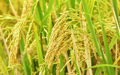 ഉയർന്ന വിളവും കീടരോഗങ്ങൾ  ബാധിക്കാത്തതുമായ രണ്ട് നെല്ലിനങ്ങൾ വികസിപ്പിച്ച് മാങ്കൊമ്പ് നെല്ല് ഗവേഷണ കേന്ദ്രം