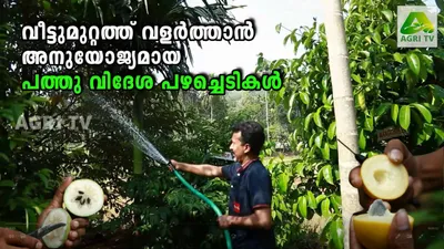 നമ്മുടെ വീട്ടുമുറ്റത്ത് വളർത്താൻ അനുയോജ്യമായ പത്തു വിദേശ പഴച്ചെടികൾ പരിച്ചയപെടാം 