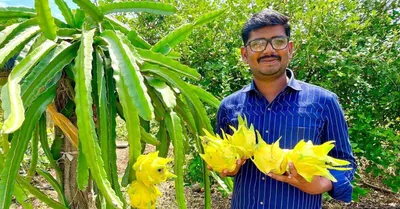 എൻജിനീയറിൽ നിന്ന് കർഷകനായി മാറിയ മഹേഷ്