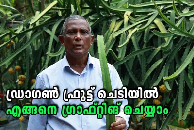 ഡ്രാഗൺ ഫ്രൂട്ട് ചെടിയിൽ ഗ്രാഫ്റ്റിങ് ചെയ്തു പുതിയ തൈകൾ എങ്ങനെ ഉൽപാദിപ്പിക്കാം  