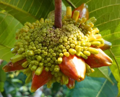 കെസുസു  പഴങ്ങളിലെ മാണിക്യം