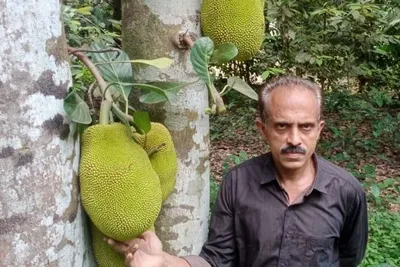 വർഷം മുഴുവൻ ഫലം തരുന്ന നാടൻ പ്ലാവ്