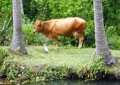 വെറ്ററിനറി എമര്‍ജന്‍സി ടീം രൂപീകരിച്ചു