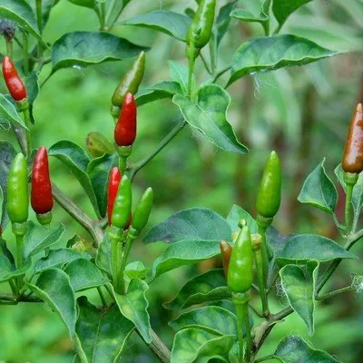 എരിവേറും കാന്താരി  എന്നാലും വിപണിയില്‍ താരം