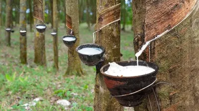 നൂതന കൃഷി രീതികൾ എന്ന വിഷയത്തിൽ റബ്ബർ ബോർഡിന് കീഴിൽ പരിശീലനം