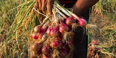 സവാള കൃഷി രീതി   വീട്ടിലും സവാള കൃഷി ചെയ്യാം