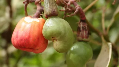 കാർഷികോൽപ്പന്ന കയറ്റുമതിയിൽ ഒന്നാമത് കേരളം