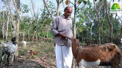 മൂല്യ വർധനയിലൂടെ അധികനേട്ടം  സമ്മിശ്ര കൃഷിയിൽ അനുകരണീയ മാതൃകയൊരുക്കി കുടുംബം