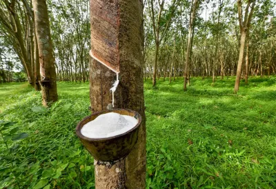 കേര പദ്ധതി  റബ്ബർ പുനർനടീലിന് കർഷകന് 75000 രൂപ സഹായം