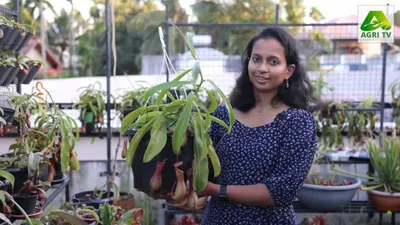 മട്ടുപ്പാവ് നിറയെ പ്രാണി പിടിയൻ സസ്യങ്ങൾ  വേറിട്ട കാഴ്ച ഒരുക്കി ലക്ഷ്മിയുടെ ഉദ്യാനം