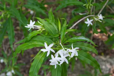 അണലിവേഗം ഔഷധസസ്യം