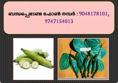 ടിഷ്യുകള്‍ച്ചര്‍ നേന്ദ്ര വാഴ തൈ  സുവാസിനി ഇനം കറിവേപ്പില വില്‍പ്പനയ്ക്ക്‌