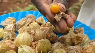 ചില്ലറക്കാരനല്ല ഈ കുഞ്ഞൻപഴം  ഗോൾഡൻ ബെറി കൃഷിയിലൂടെ വരുമാനം നേടുന്ന കർഷകൻ