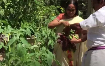 മട്ടുപ്പാവിൽ ഒരു മനോഹരമായ കൃഷിത്തോട്ടം