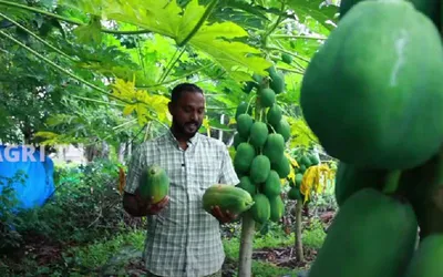 കൃഷിയിലൊരു കൈനോക്കാമെന്ന് കരുതി തുടങ്ങി  ഇപ്പോള്‍ കൃഷി തന്നെ ജോസ്‌മോന് ജീവിതം