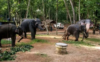 കോട്ടൂർ ആന പുനരധിവാസ കേന്ദ്രം സഞ്ചാരികൾക്കായി തുറന്നു  മനുഷ്യനെയും പ്രകൃതിയെയും ഉൾക്കൊള്ളുന്ന വികസനമാണ് വേണ്ടതെന്ന് മന്ത്രി എ കെ  ശശീന്ദ്രൻ