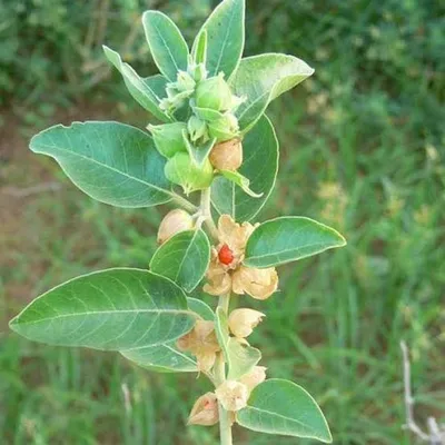 അമുക്കുരം