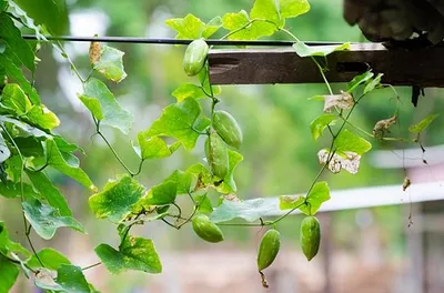 കാലാവസ്ഥ ഒരു വിഷയമേയല്ല  കോവയ്ക്ക കൃഷിയിലേക്ക് തിരിഞ്ഞോളൂ