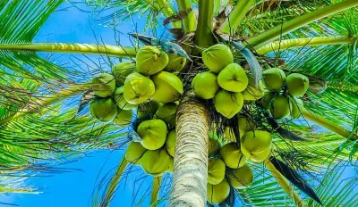 തെങ്ങ് വൃത്തിയാക്കി മരുന്നു തളിക്കുന്നതിന് കൃഷിഭവൻ വഴി കർഷകർക്ക് സഹായം