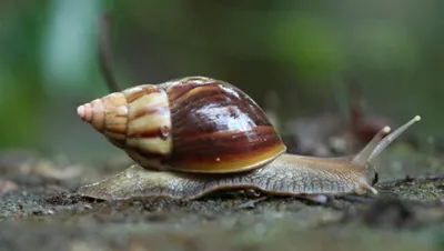 ആഫ്രിക്കന്‍ ഒച്ചുകളെ തുരത്താന്‍ ഇതാ ചില മാര്‍ഗങ്ങള്‍