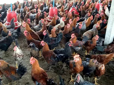 മലമ്പുഴ മേഖല കോഴിവളര്‍ത്തല്‍ കേന്ദ്രത്തില്‍ നിന്നും ഗ്രാമശ്രീ ഇനത്തില്‍പ്പെട്ട കോഴികള്‍ വില്‍പ്പനയ്ക്ക്