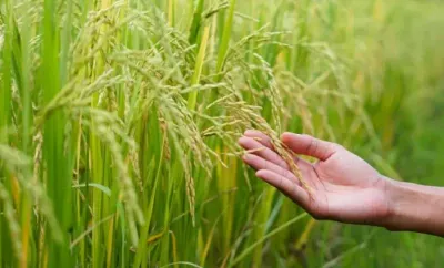 കാലാവസ്ഥ വിള ഇൻഷുറൻസിന്റെ ഭാഗമാകാം  വിളകളെ സംരക്ഷിക്കാം