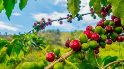 കാപ്പി കർഷകർക്ക് ധനസഹായം പുതിയ സബ്സിഡി പദ്ധതികൾ പ്രഖ്യാപിച്ച് കോഫി ബോർഡ്