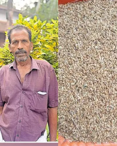 കർഷകൻ വികസിപ്പിച്ച ഗോപിക നെൽവിത്തിന് കേന്ദ്ര അംഗീകാരം