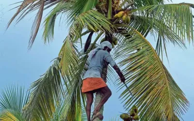 തെങ്ങ്‌കയറ്റ തൊഴിൽ ചെയ്യുന്നവർക്ക് നാളികേര വികസന ബോർഡ് നടപ്പാക്കിവരുന്ന കേരസുരക്ഷാ ഇൻഷുറൻസിൽ അംഗമാകാം